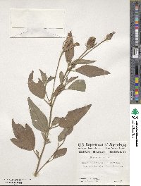 Cienfuegosia rosei image