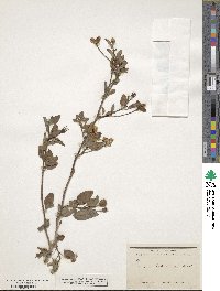 Cienfuegosia heterophylla image