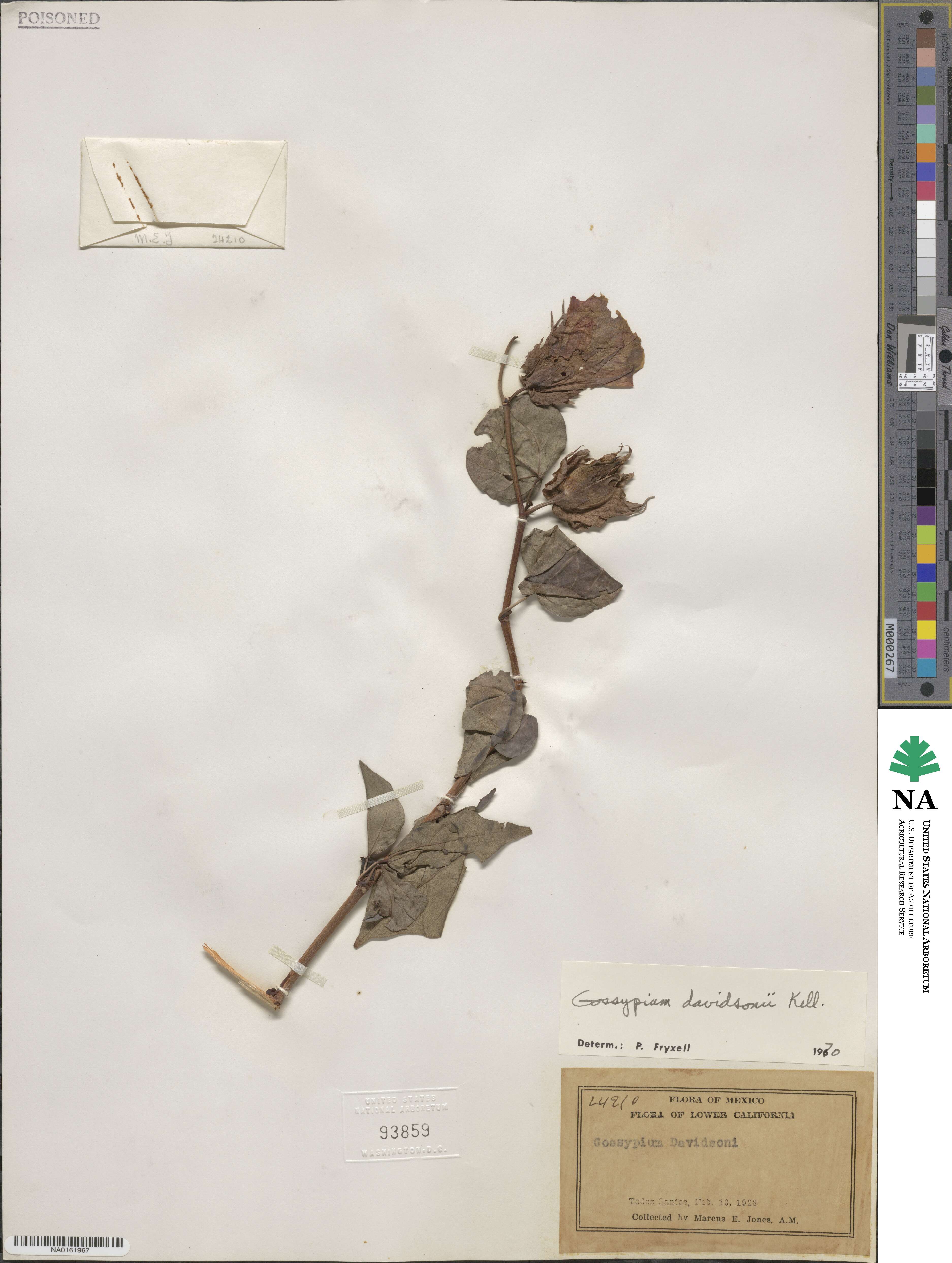 Gossypium klotzschianum subsp. davidsonii image