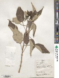 Hibiscus moscheutos image