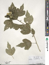 Hibiscus moscheutos subsp. moscheutos image