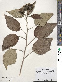 Hibiscus moscheutos subsp. moscheutos image