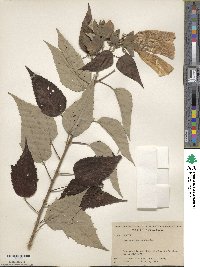 Hibiscus moscheutos subsp. moscheutos image