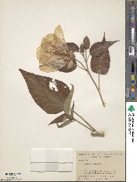 Hibiscus moscheutos subsp. moscheutos image