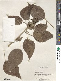 Hibiscus moscheutos subsp. moscheutos image