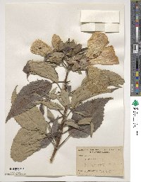 Hibiscus moscheutos subsp. moscheutos image