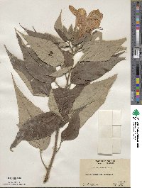 Hibiscus moscheutos subsp. moscheutos image