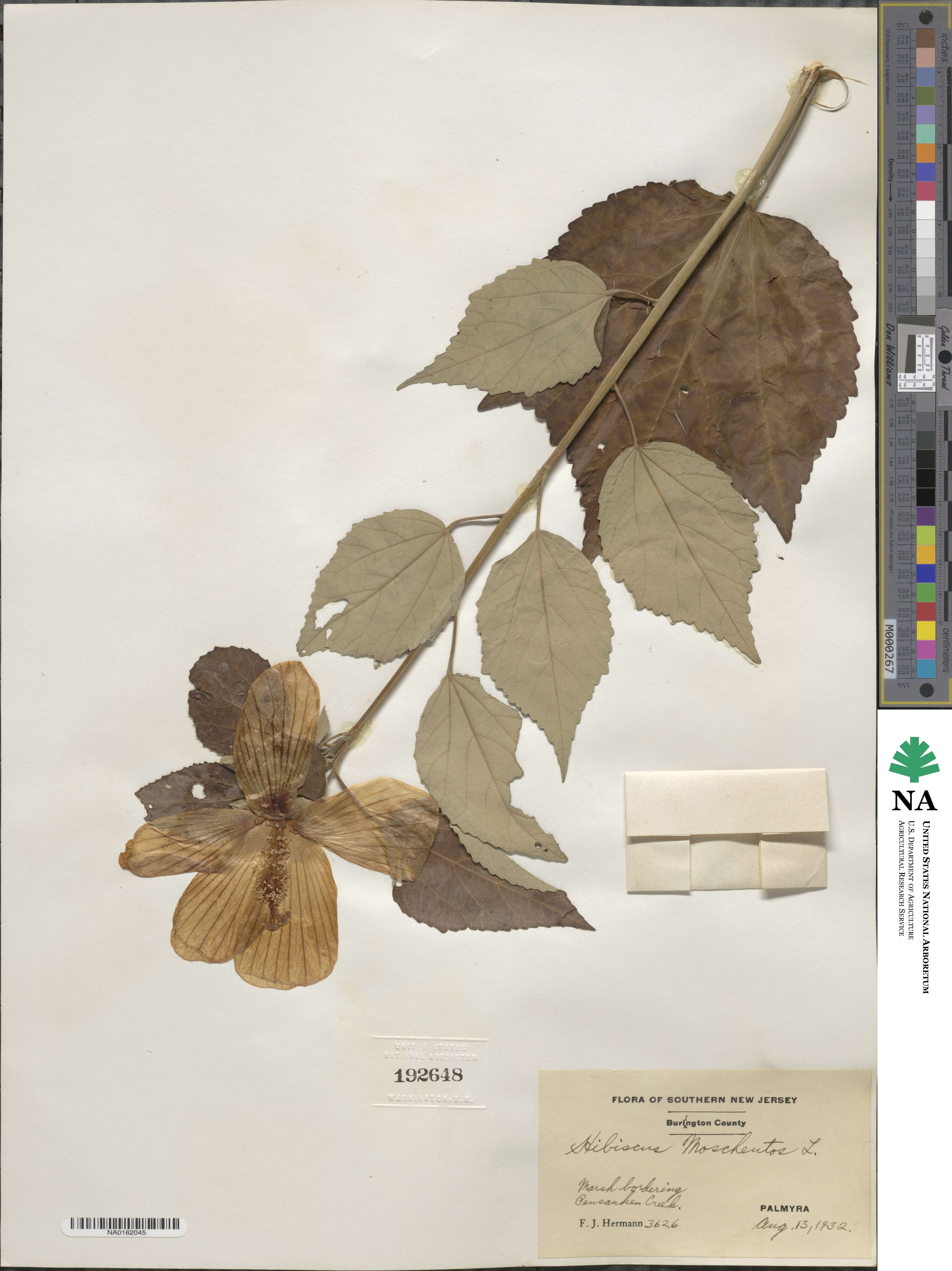 Hibiscus moscheutos subsp. moscheutos image