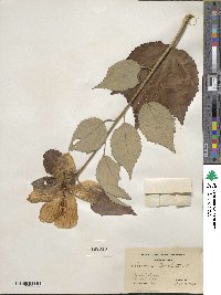 Hibiscus moscheutos subsp. moscheutos image