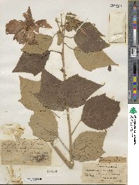 Hibiscus moscheutos subsp. moscheutos image