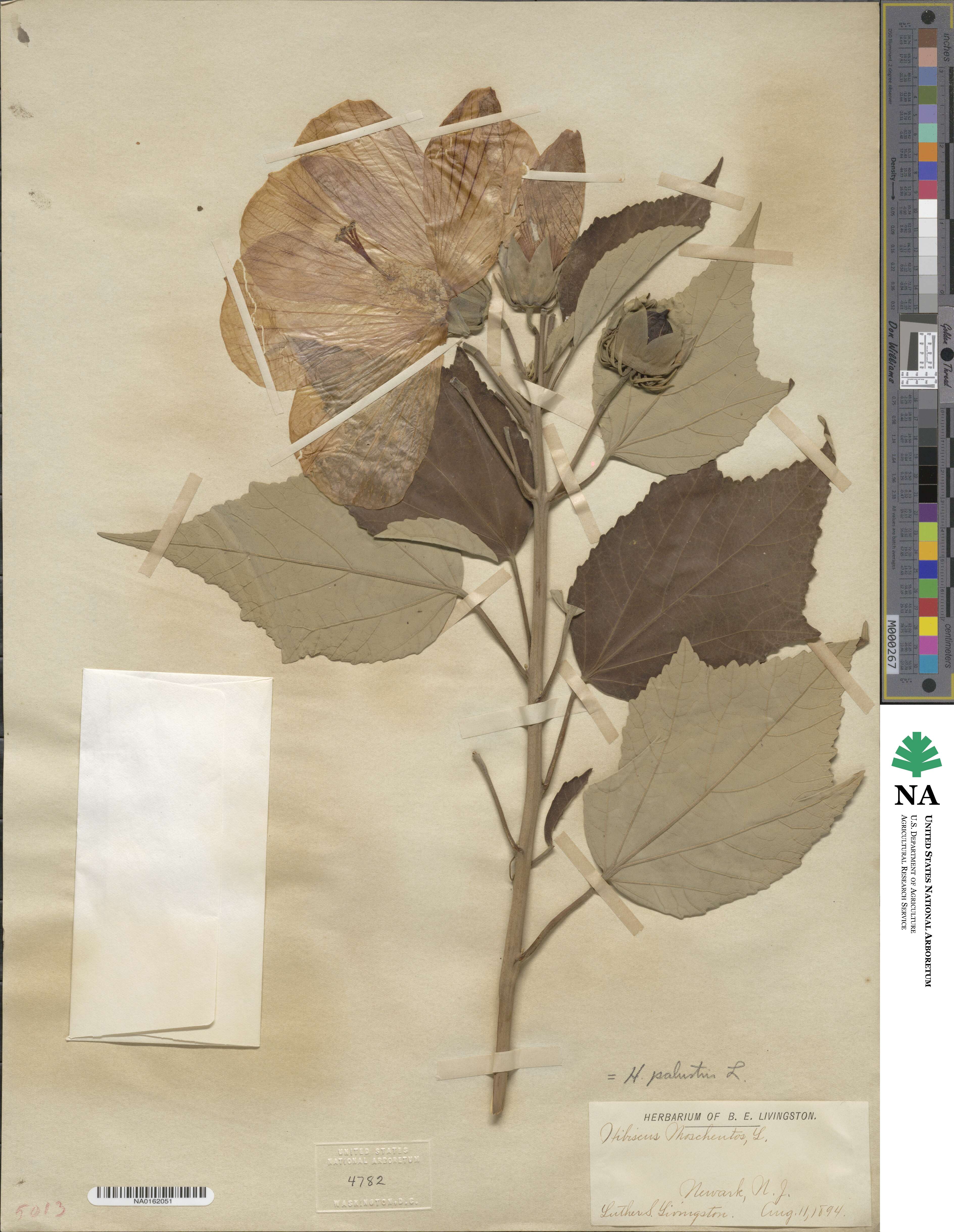 Hibiscus moscheutos subsp. moscheutos image