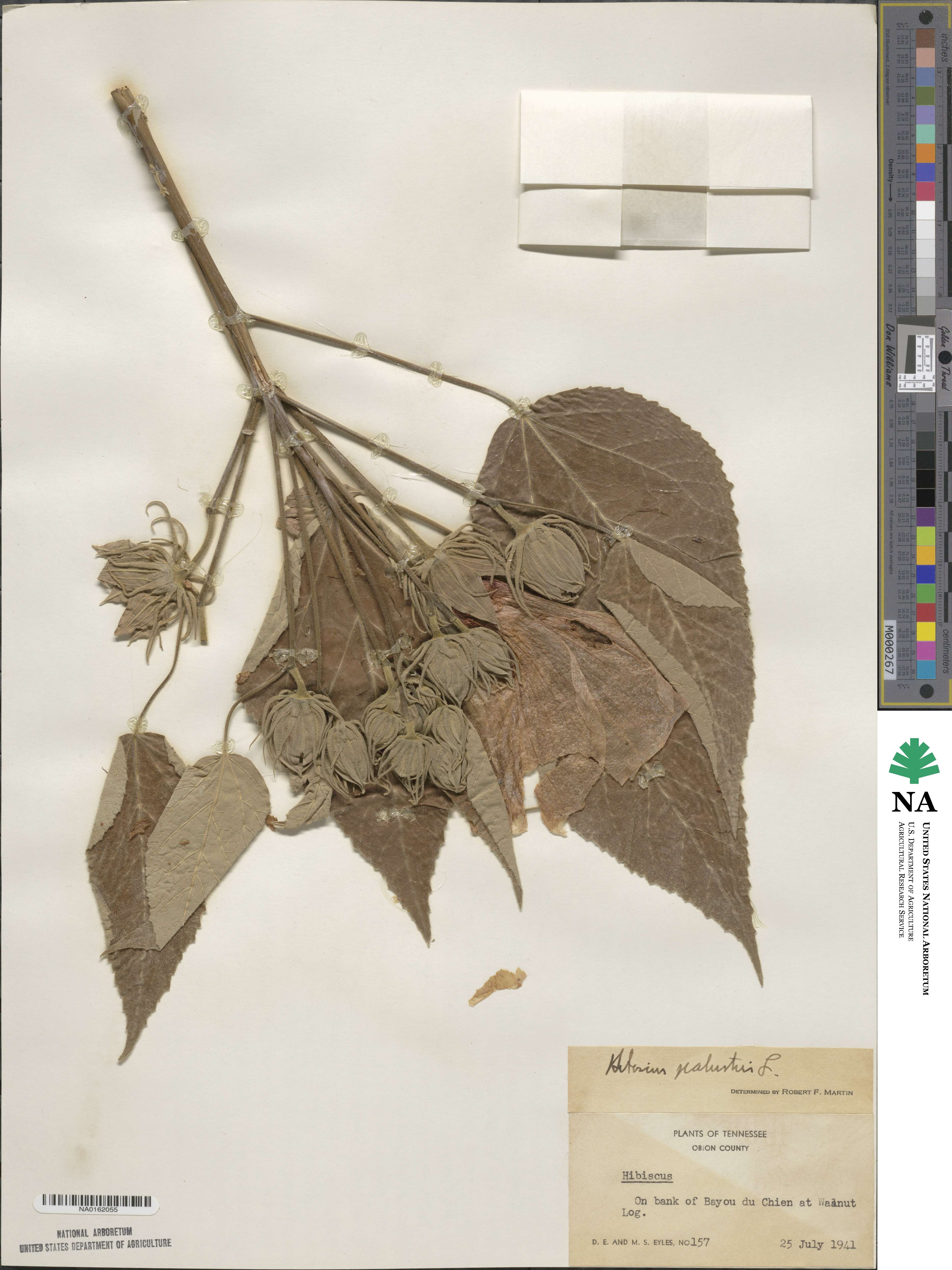 Hibiscus moscheutos subsp. moscheutos image