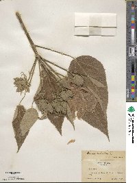 Hibiscus moscheutos subsp. moscheutos image