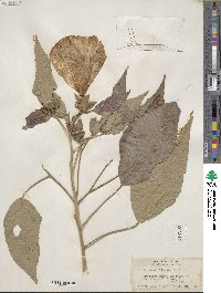 Hibiscus moscheutos subsp. moscheutos image