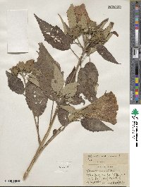 Hibiscus moscheutos subsp. moscheutos image