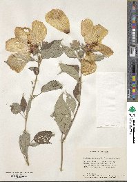 Hibiscus moscheutos subsp. moscheutos image