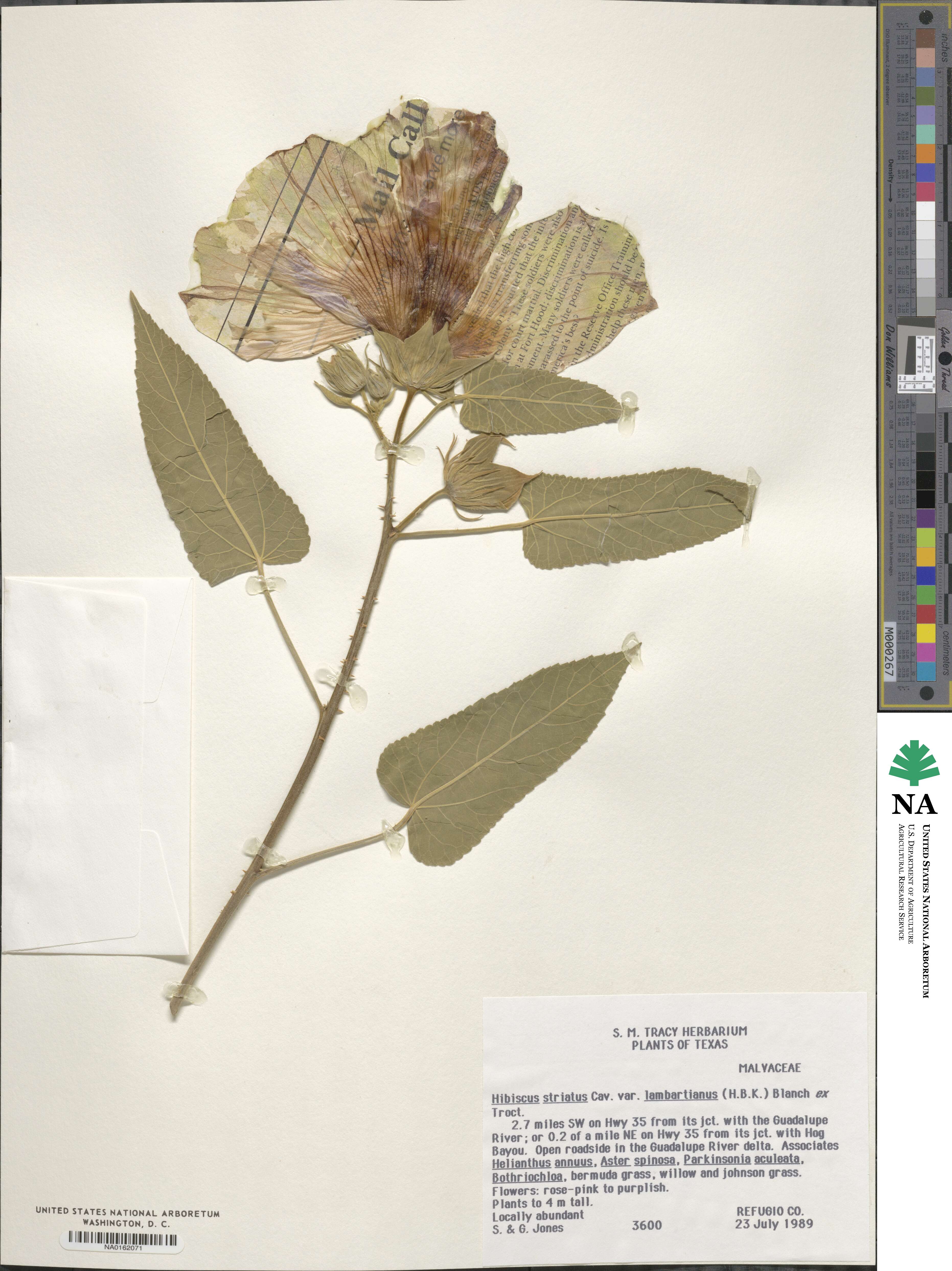 Hibiscus striatus subsp. lambertianus image