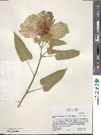 Hibiscus striatus subsp. lambertianus image