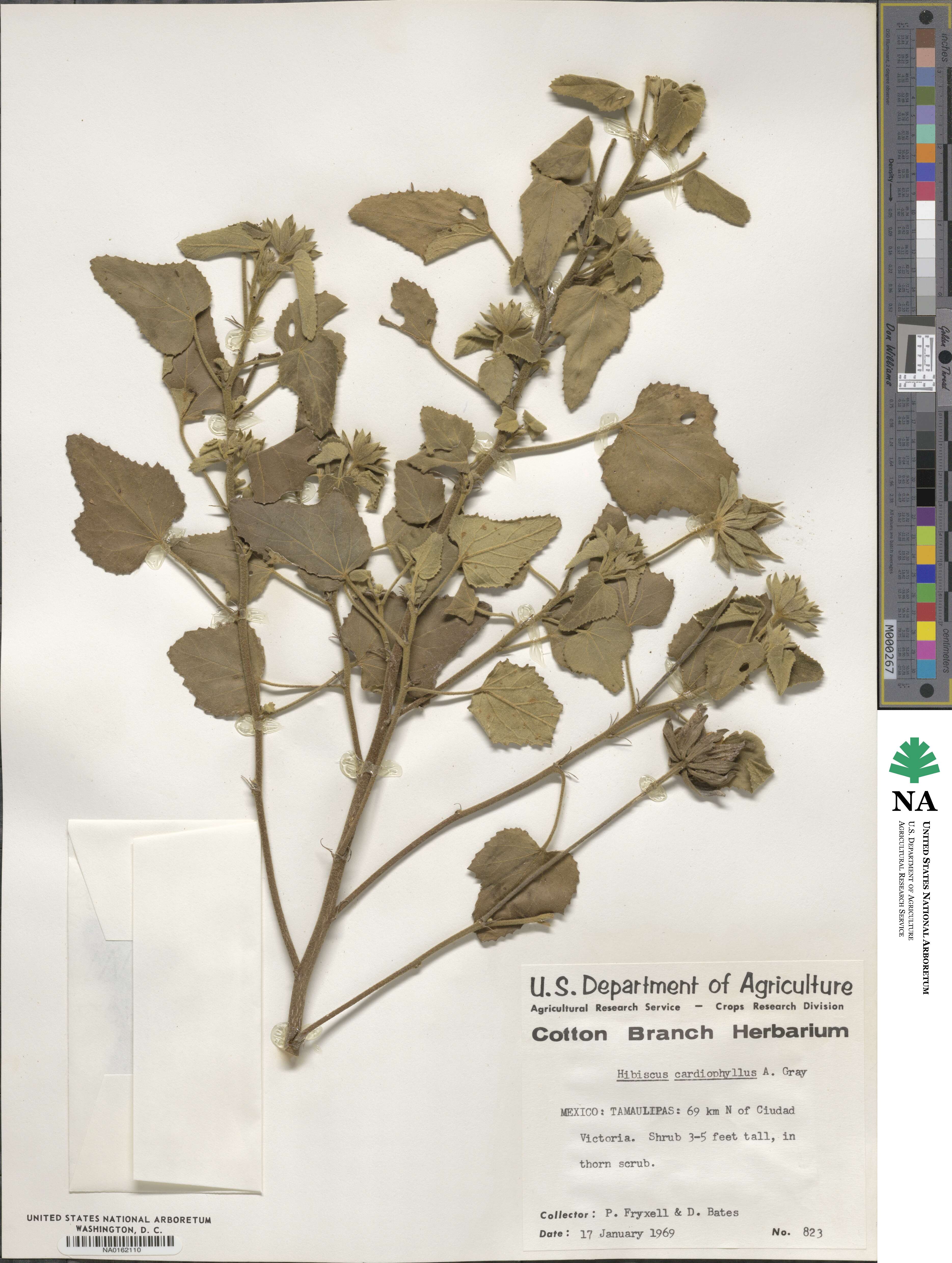 Hibiscus martianus image