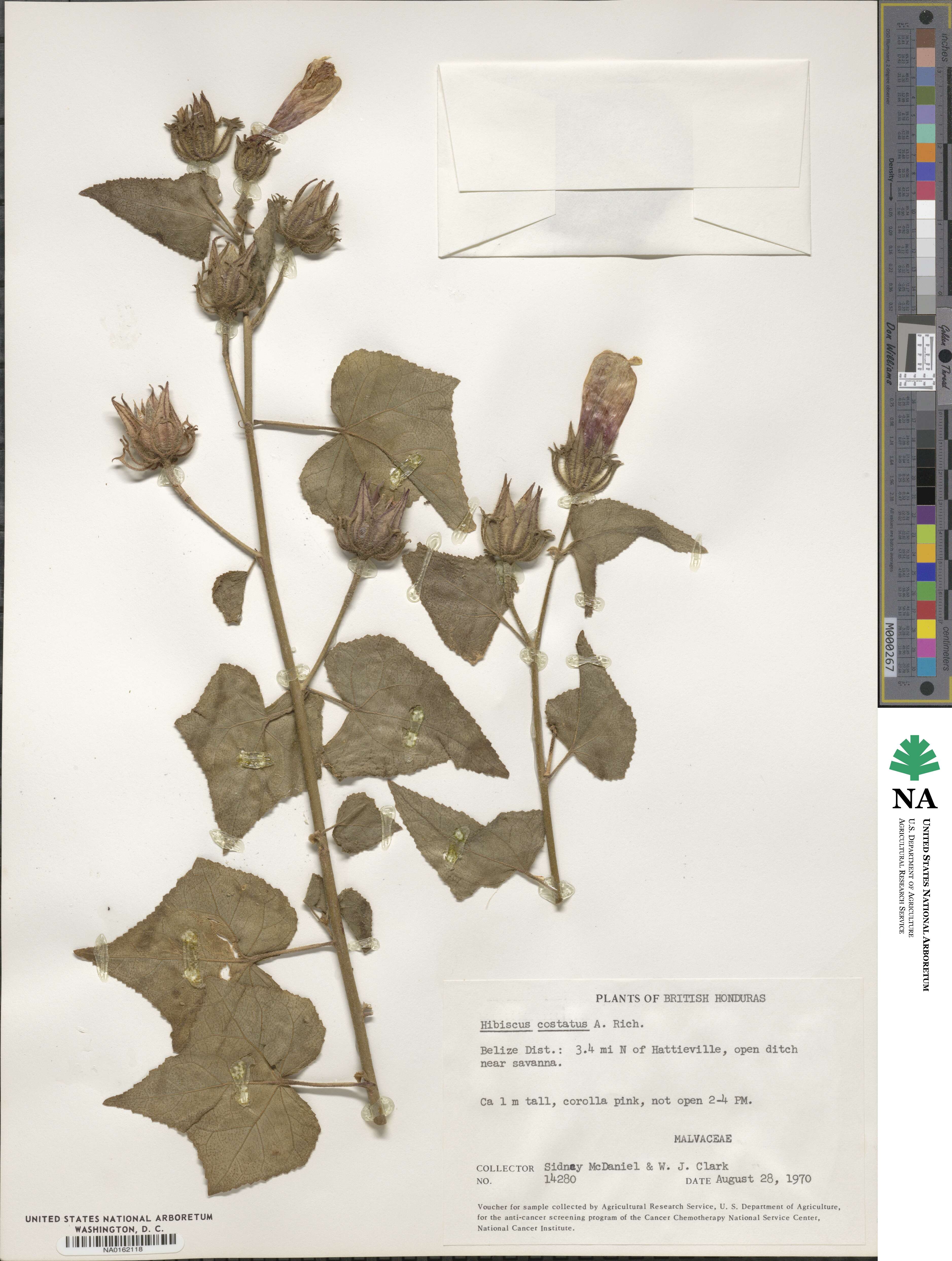 Hibiscus costatus image