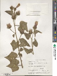 Hibiscus costatus image