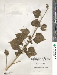 Hibiscus costatus image