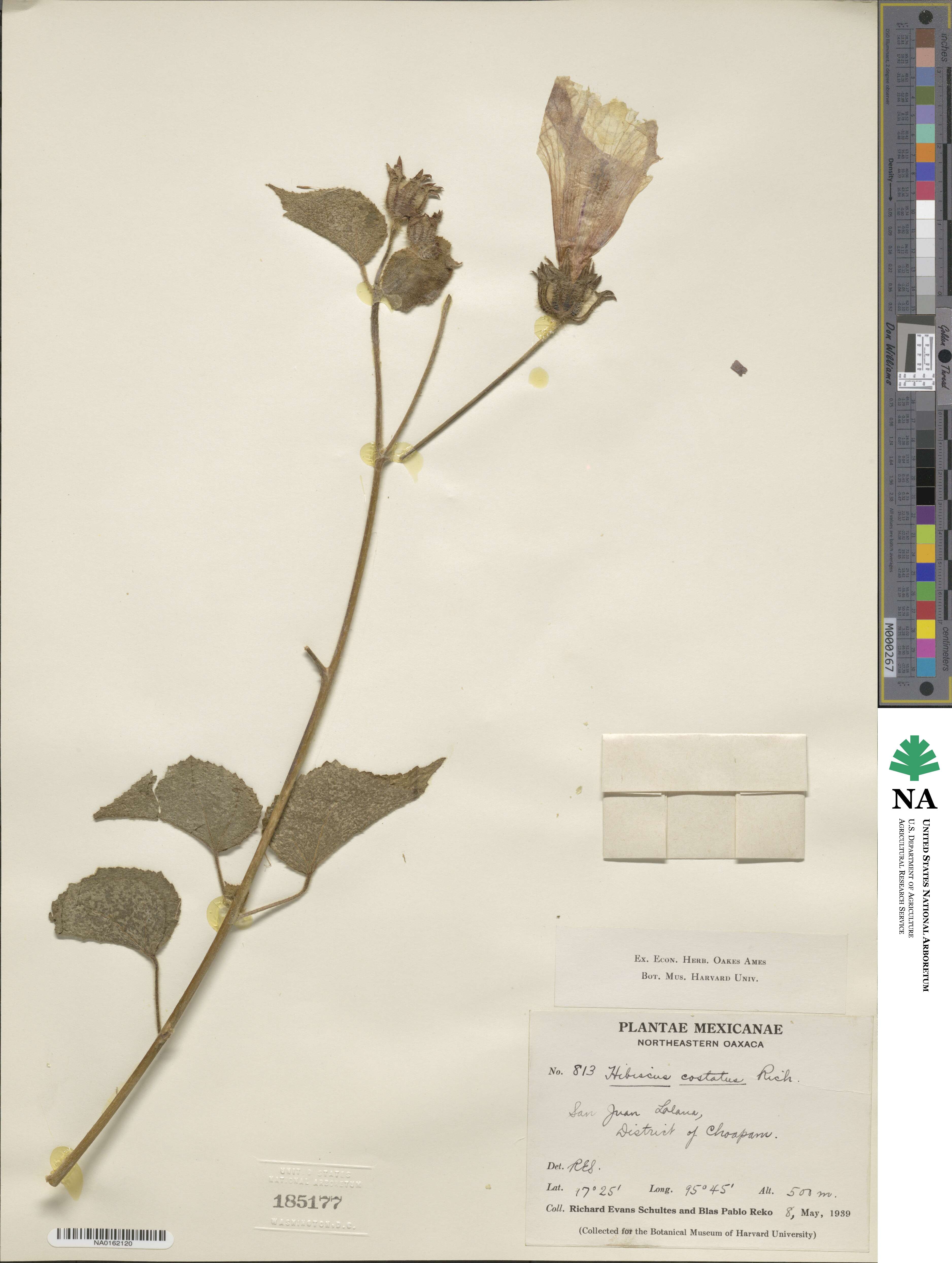 Hibiscus costatus image