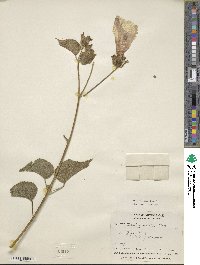 Hibiscus costatus image