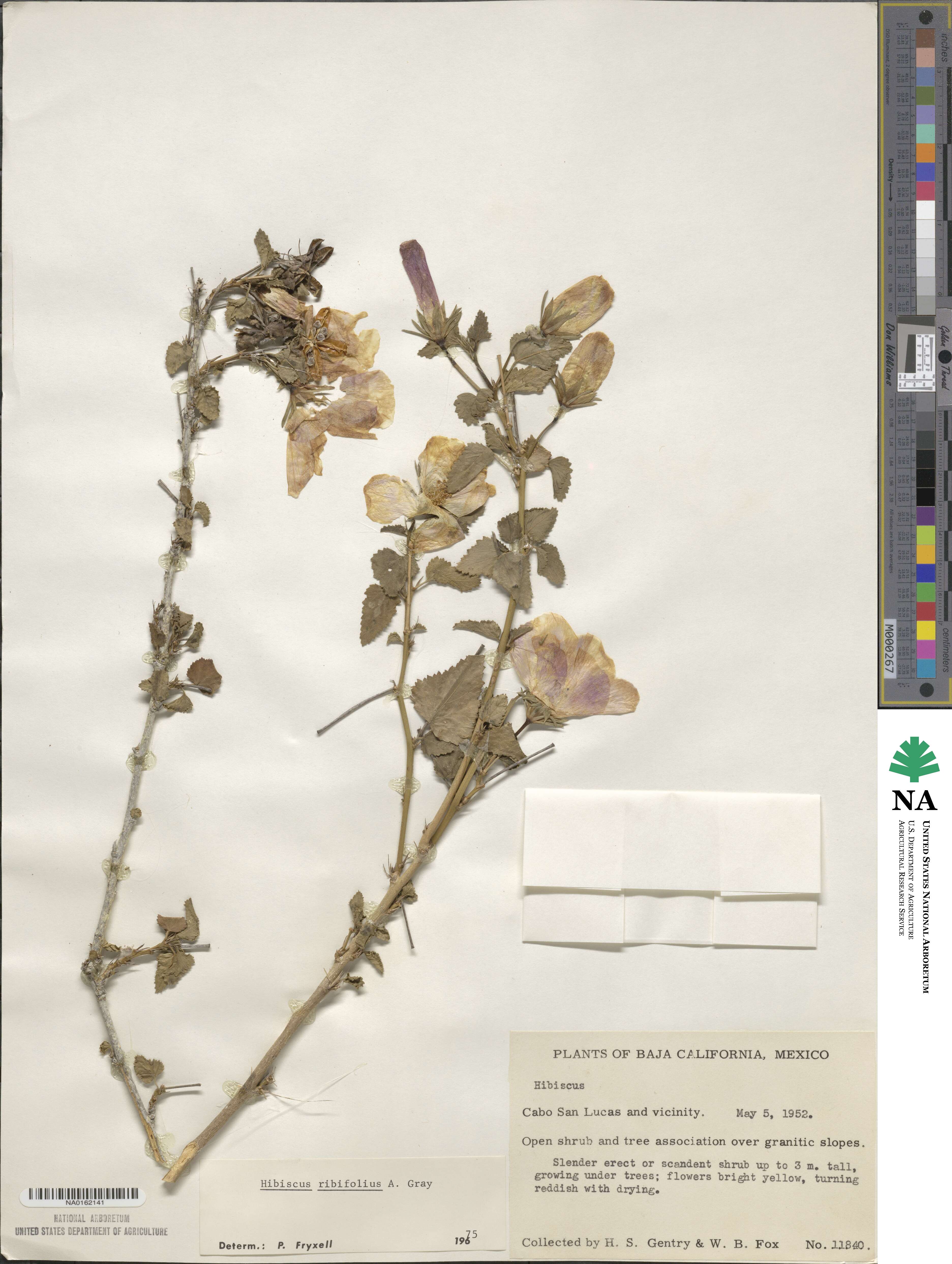 Hibiscus ribifolius image