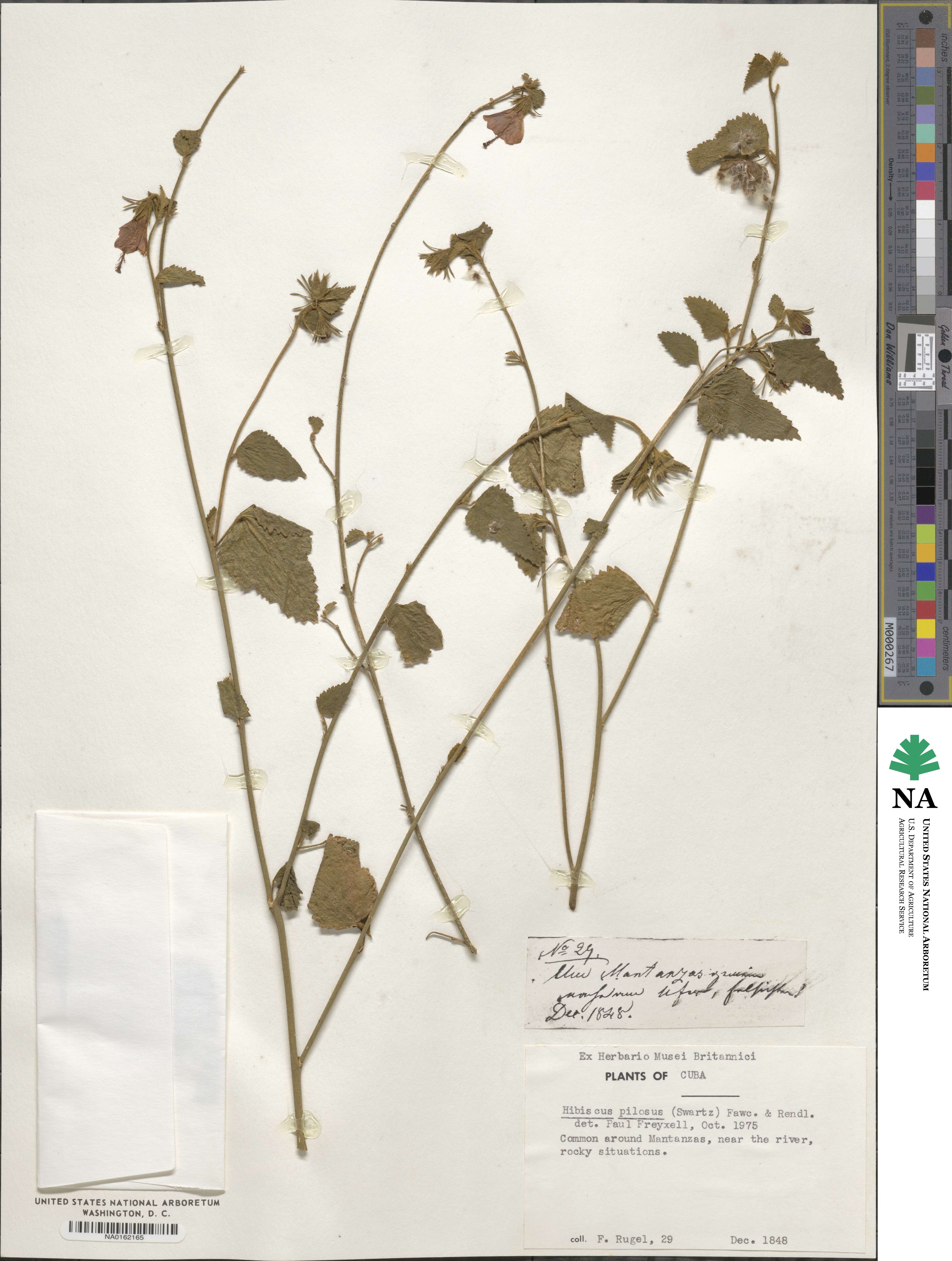 Hibiscus pilosus image