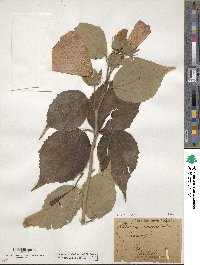 Hibiscus moscheutos subsp. moscheutos image