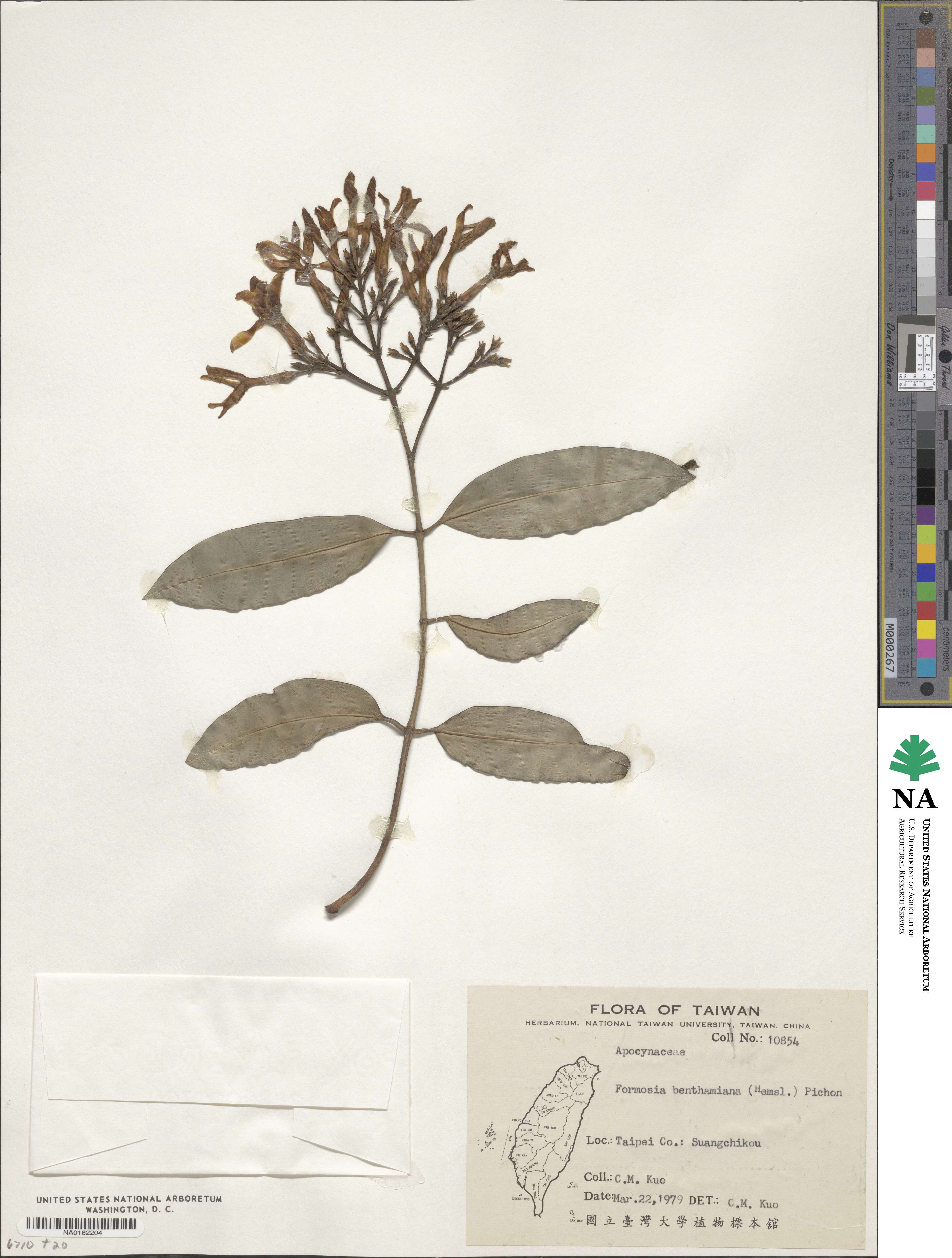 Anodendron benthamianum image