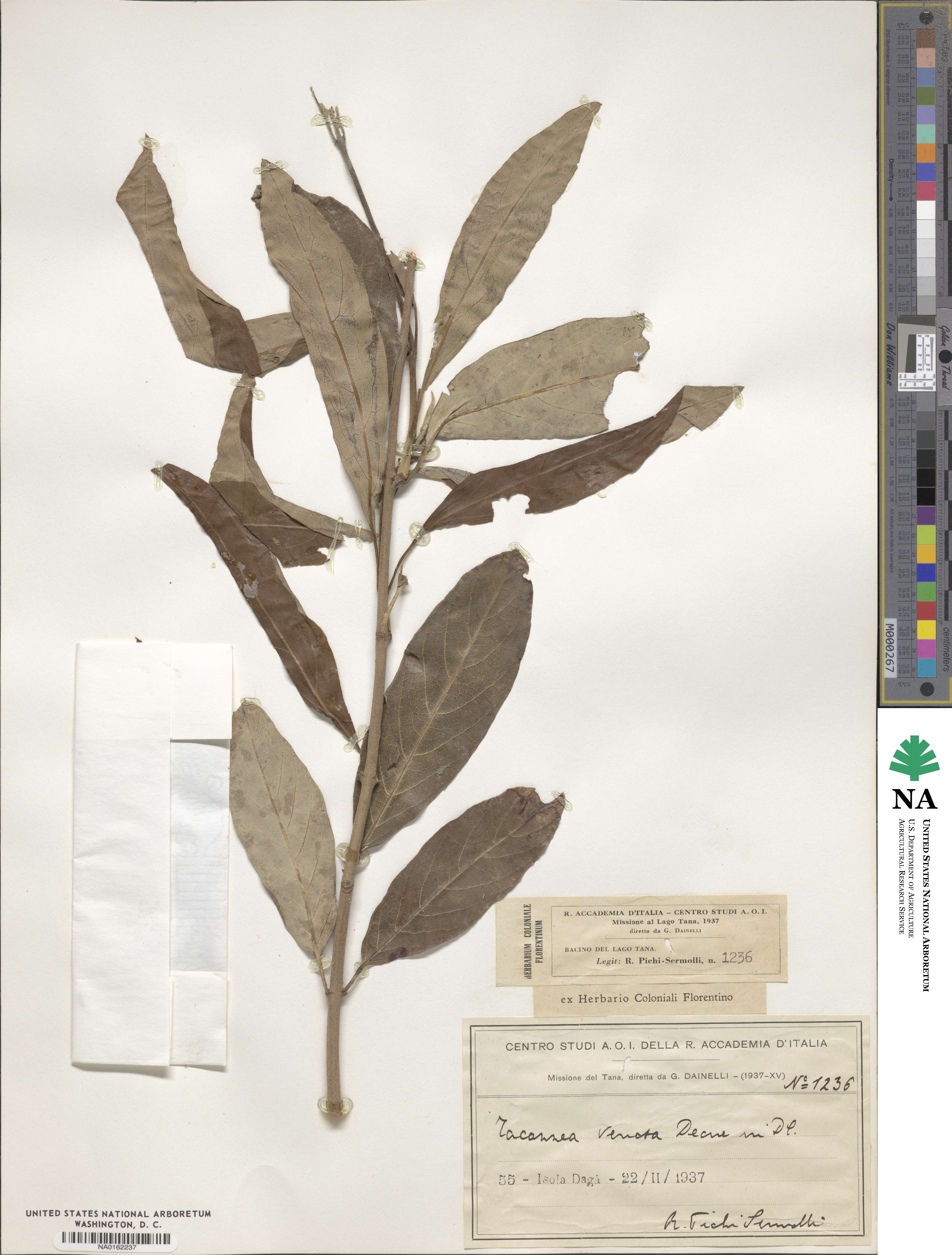 Tacazzea venosa image
