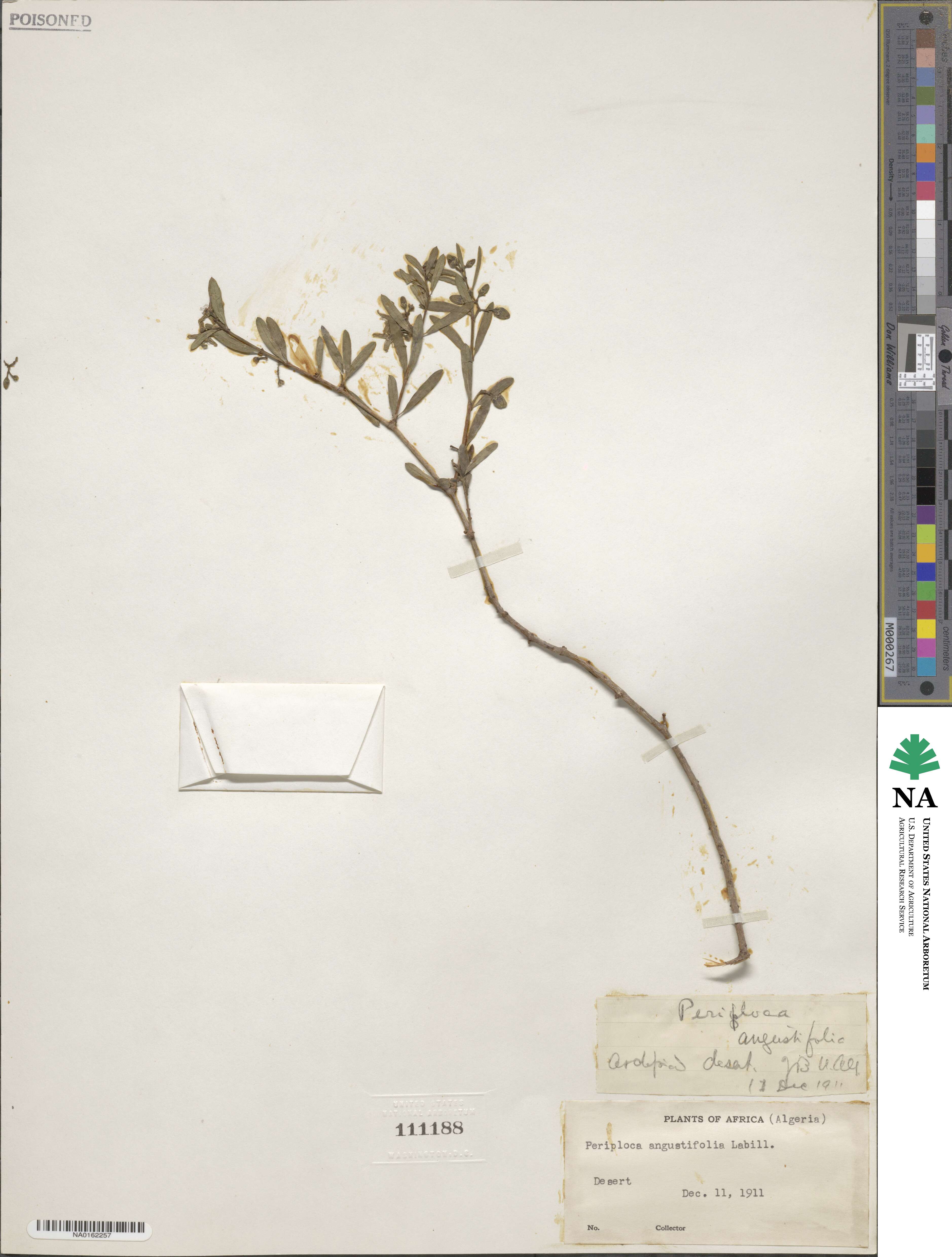 Periploca laevigata image