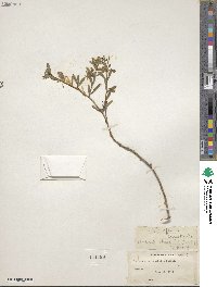 Periploca laevigata image