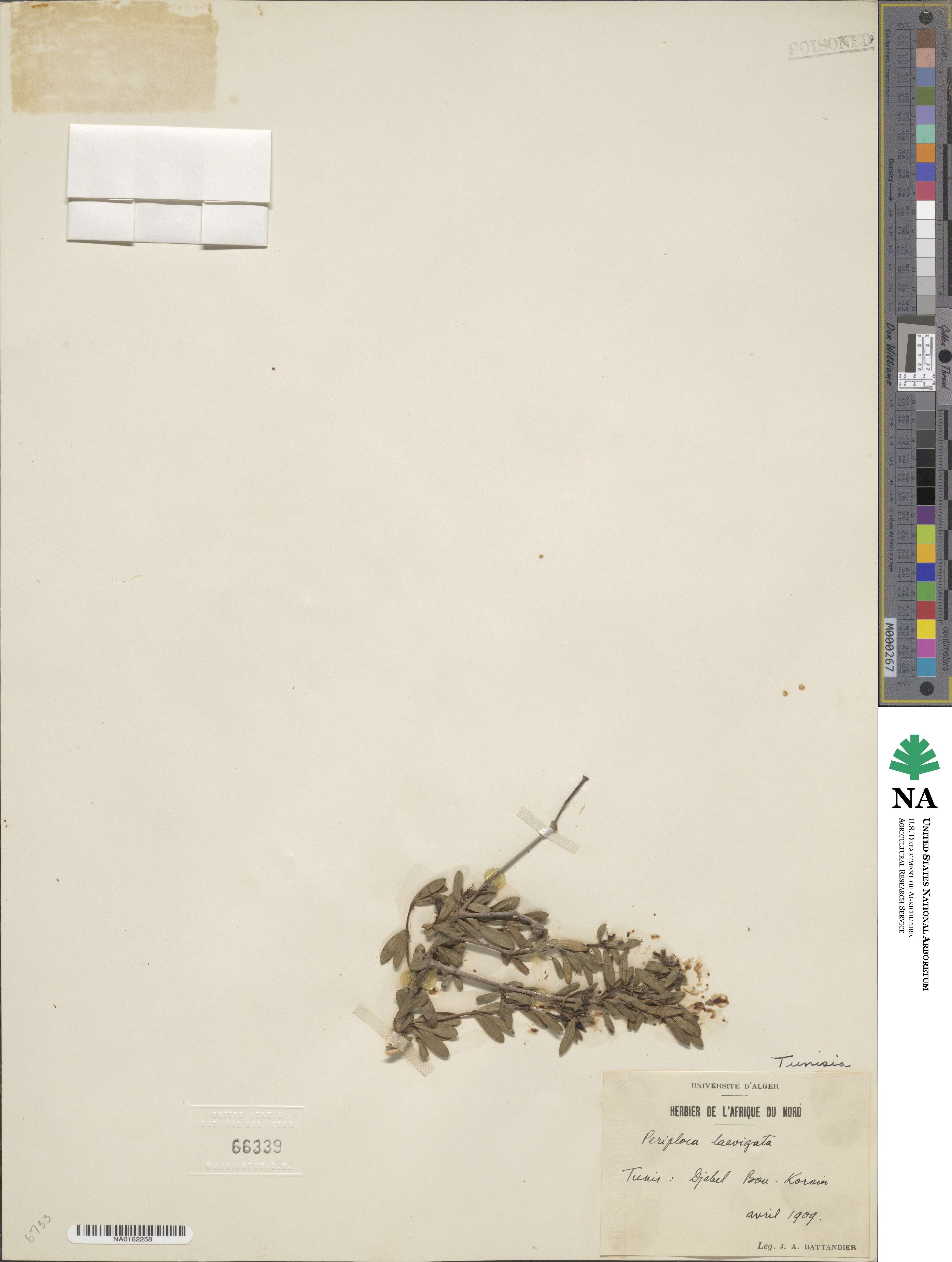 Periploca laevigata image