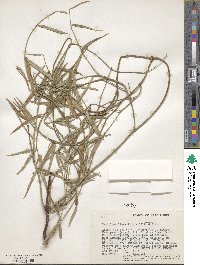 Image of Periploca linearifolia