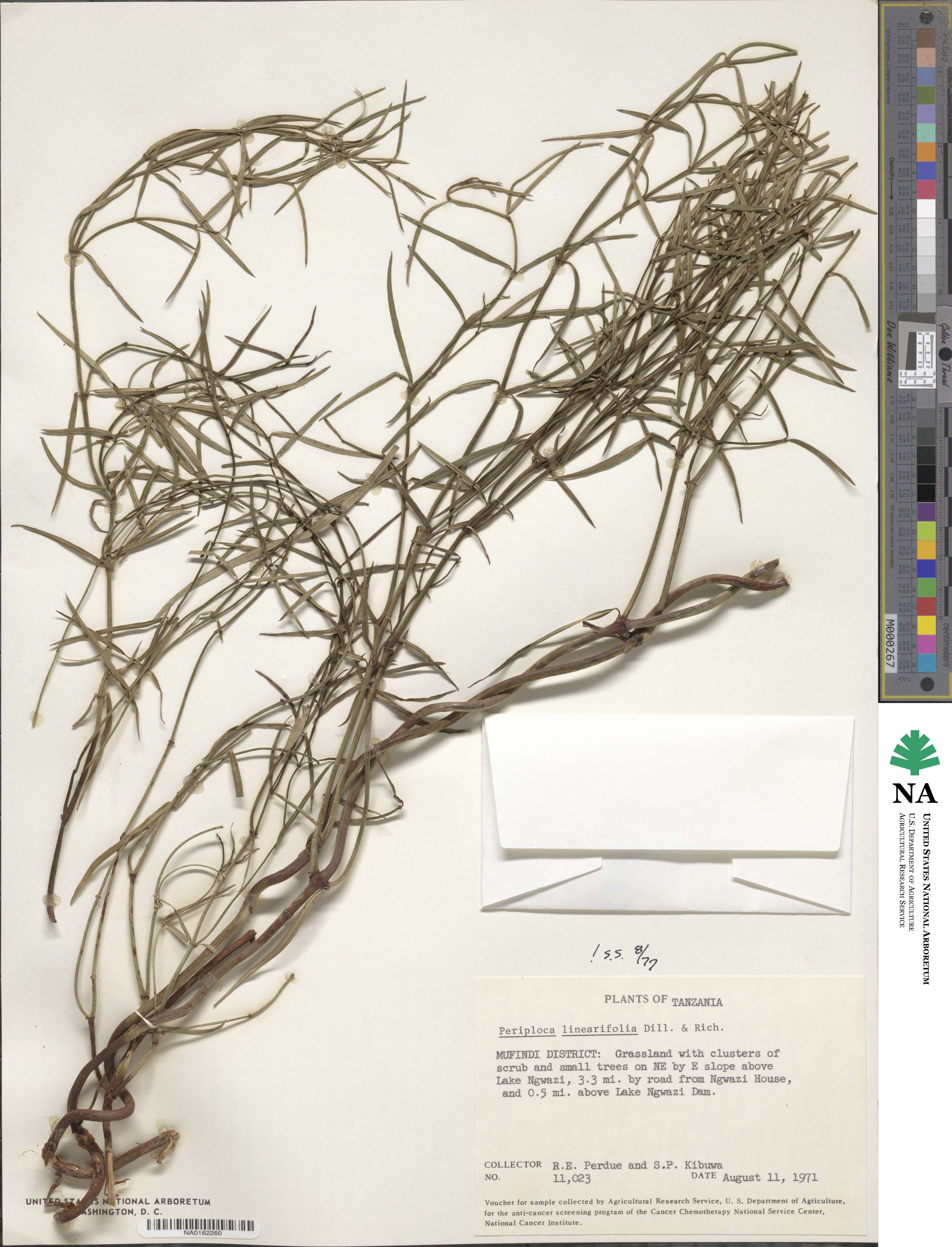 Periploca linearifolia image