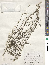 Periploca linearifolia image
