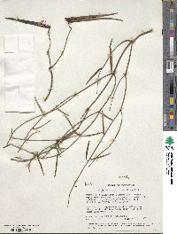 Periploca linearifolia image