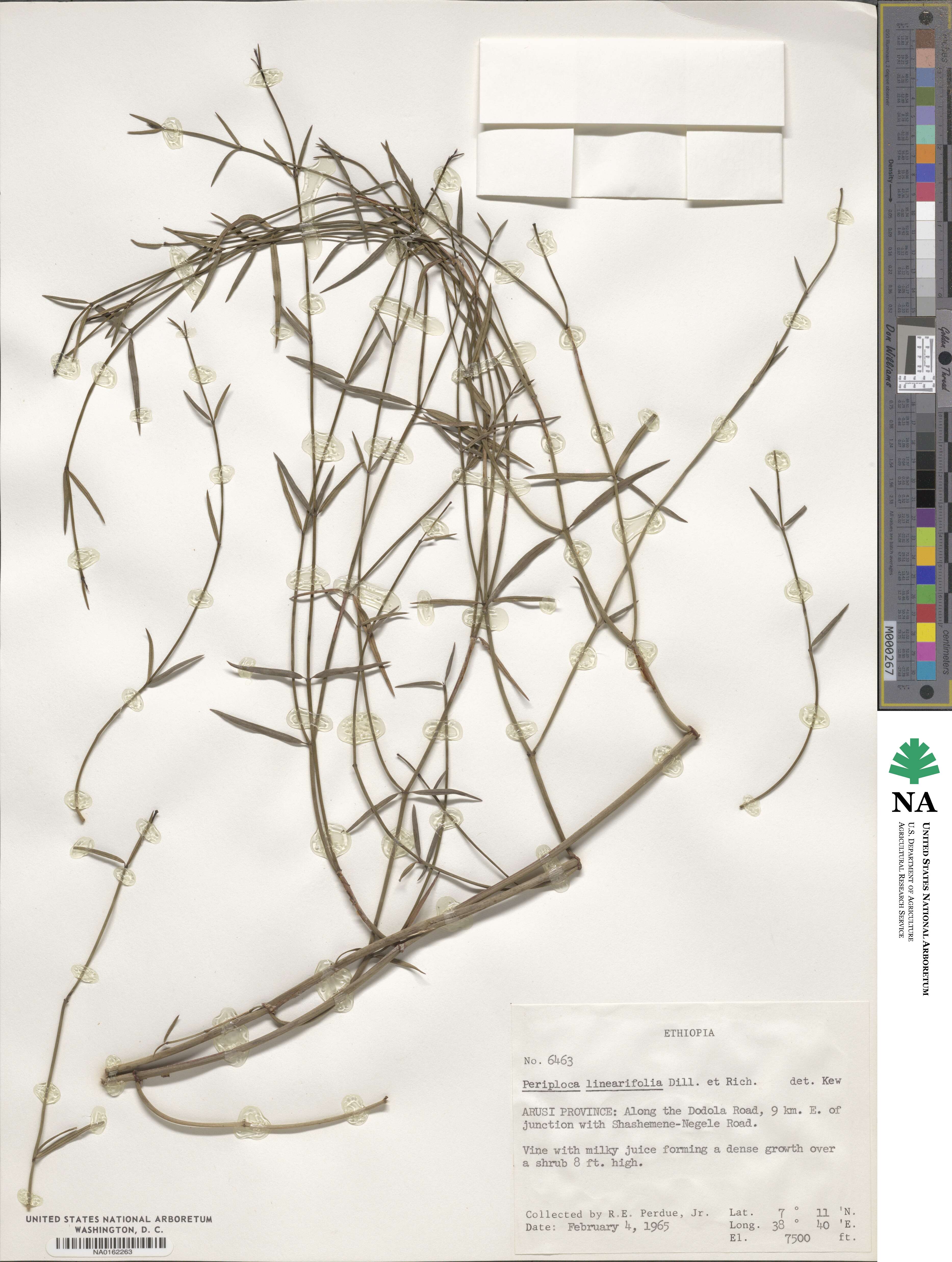 Periploca linearifolia image