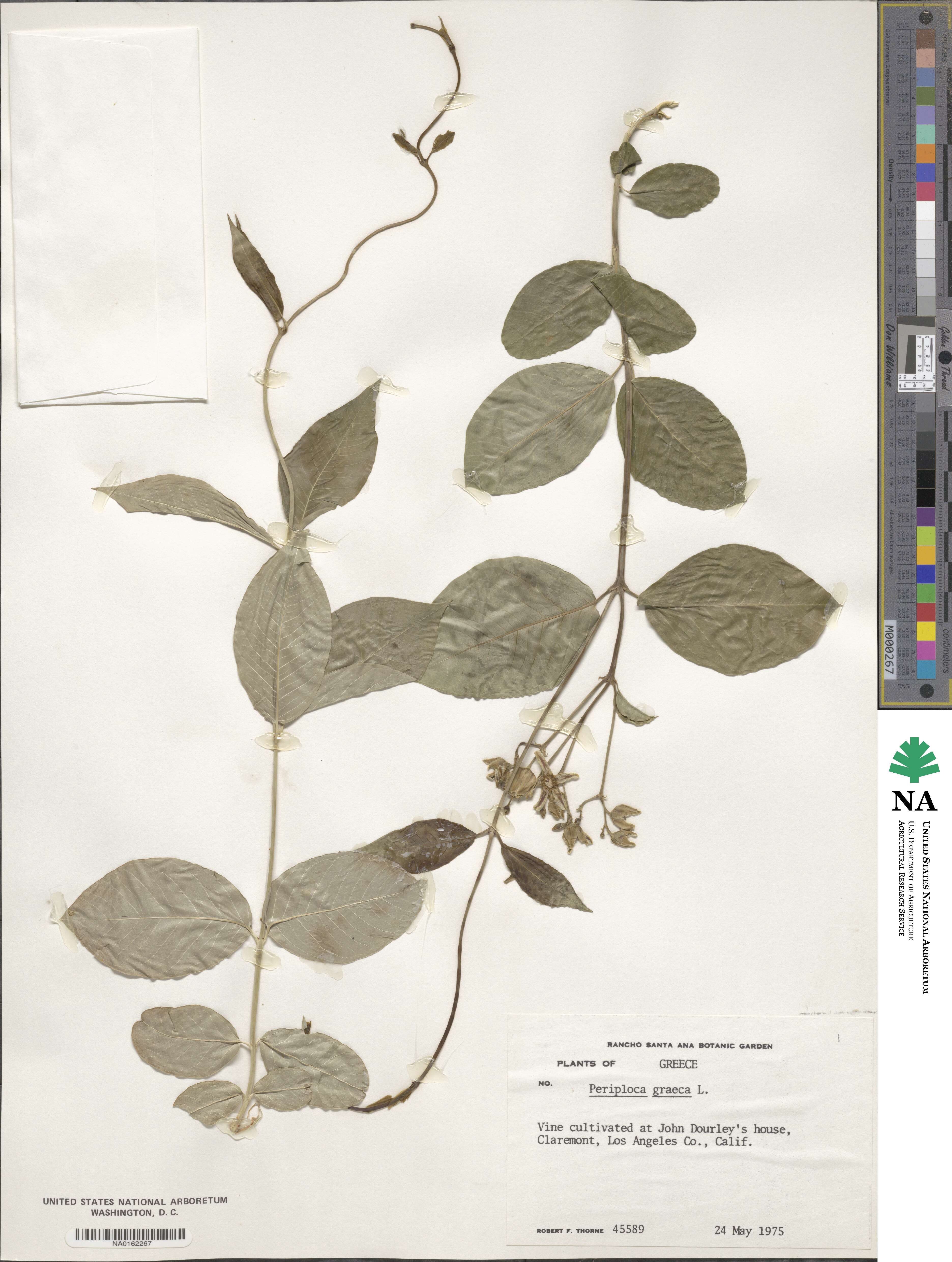 Periploca graeca image