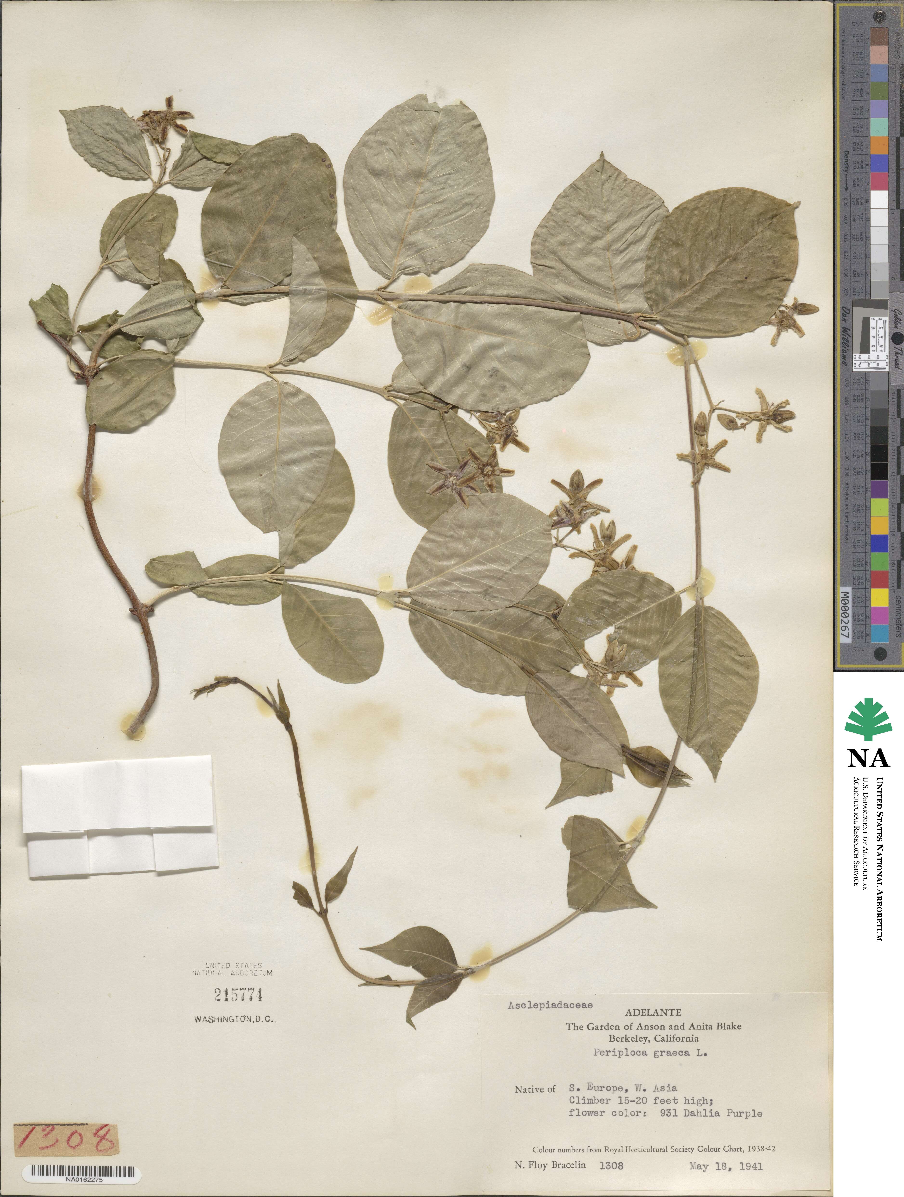 Periploca graeca image