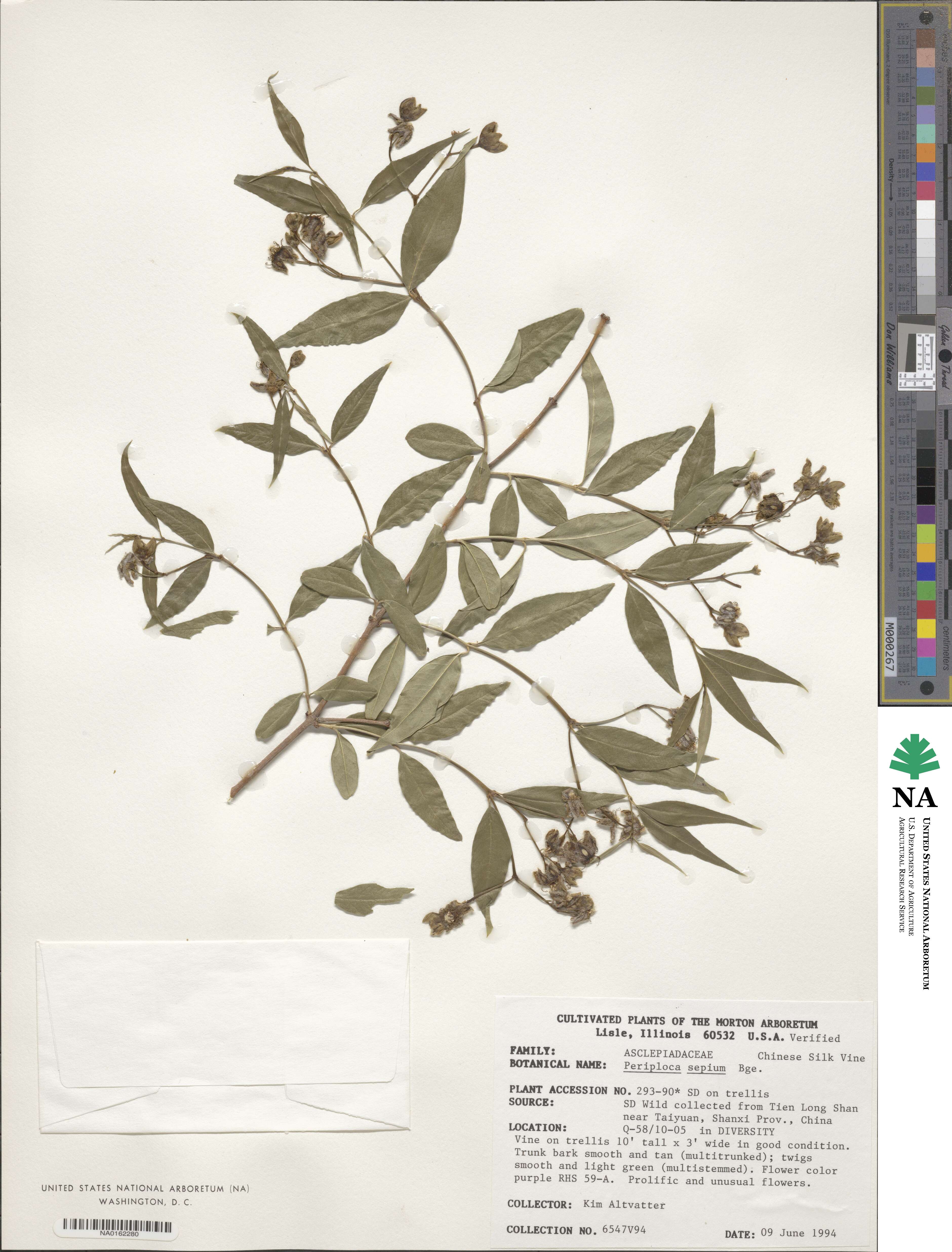 Periploca sepium image