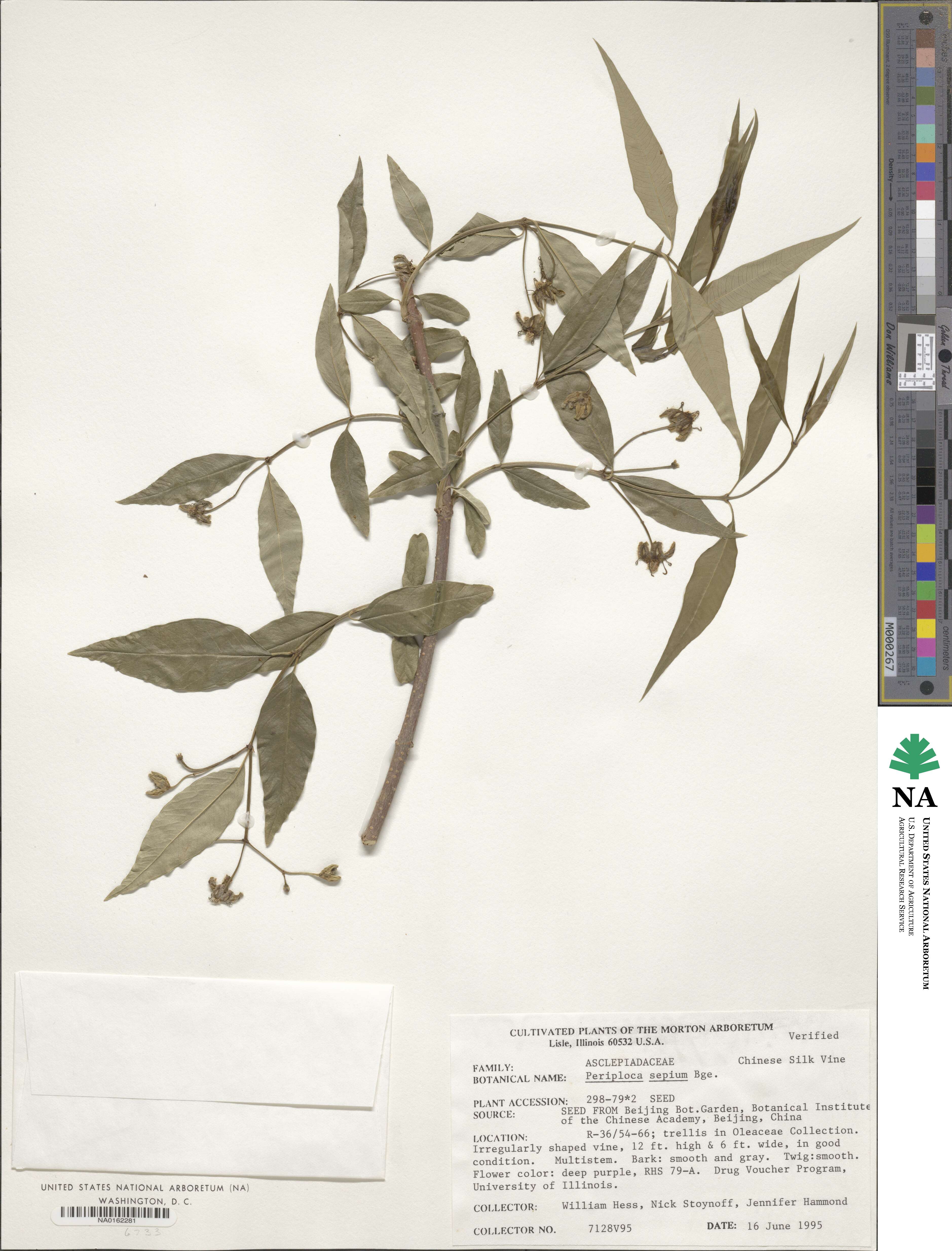 Periploca sepium image