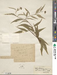 Periploca sepium image