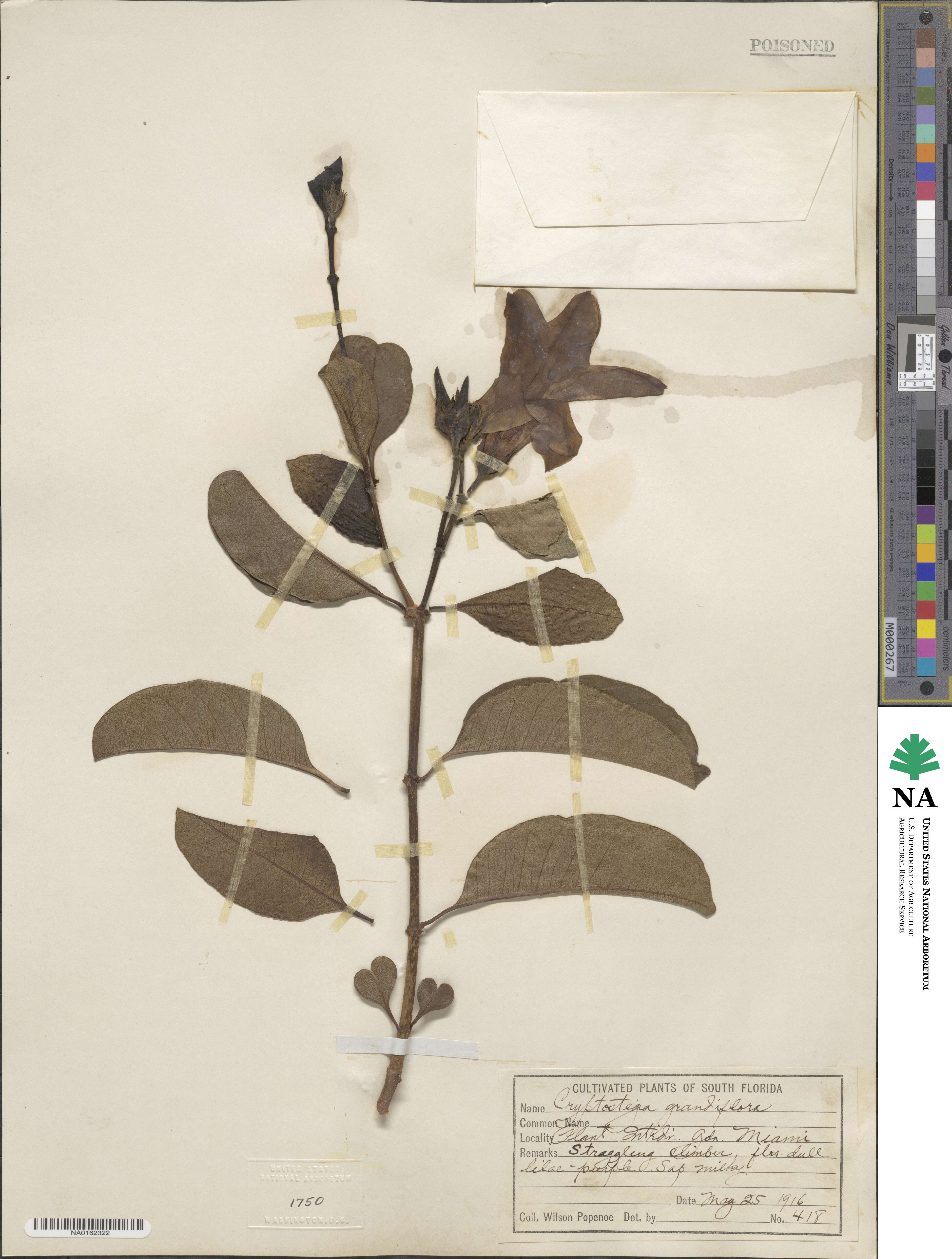 Cryptostegia image