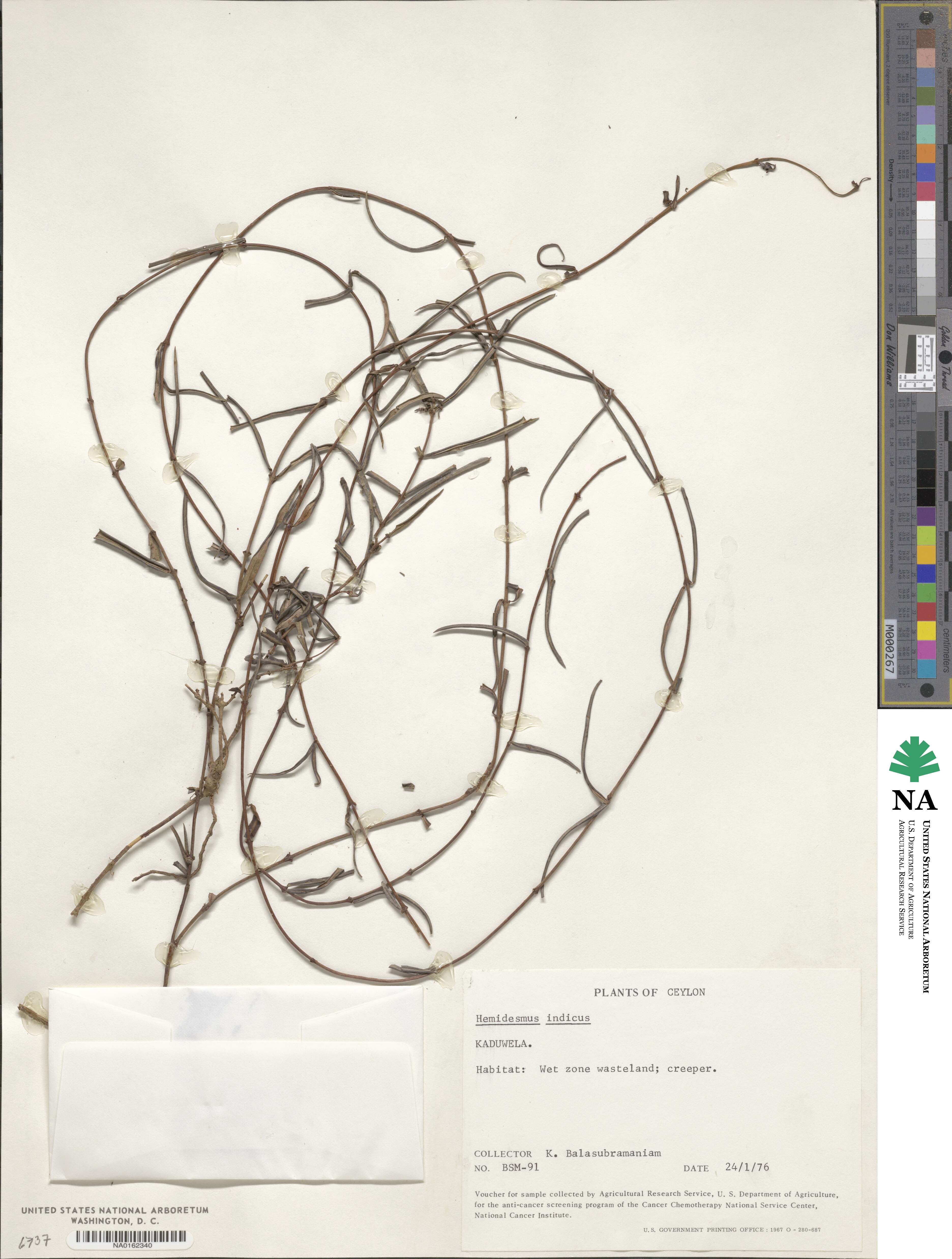 Hemidesmus indicus image