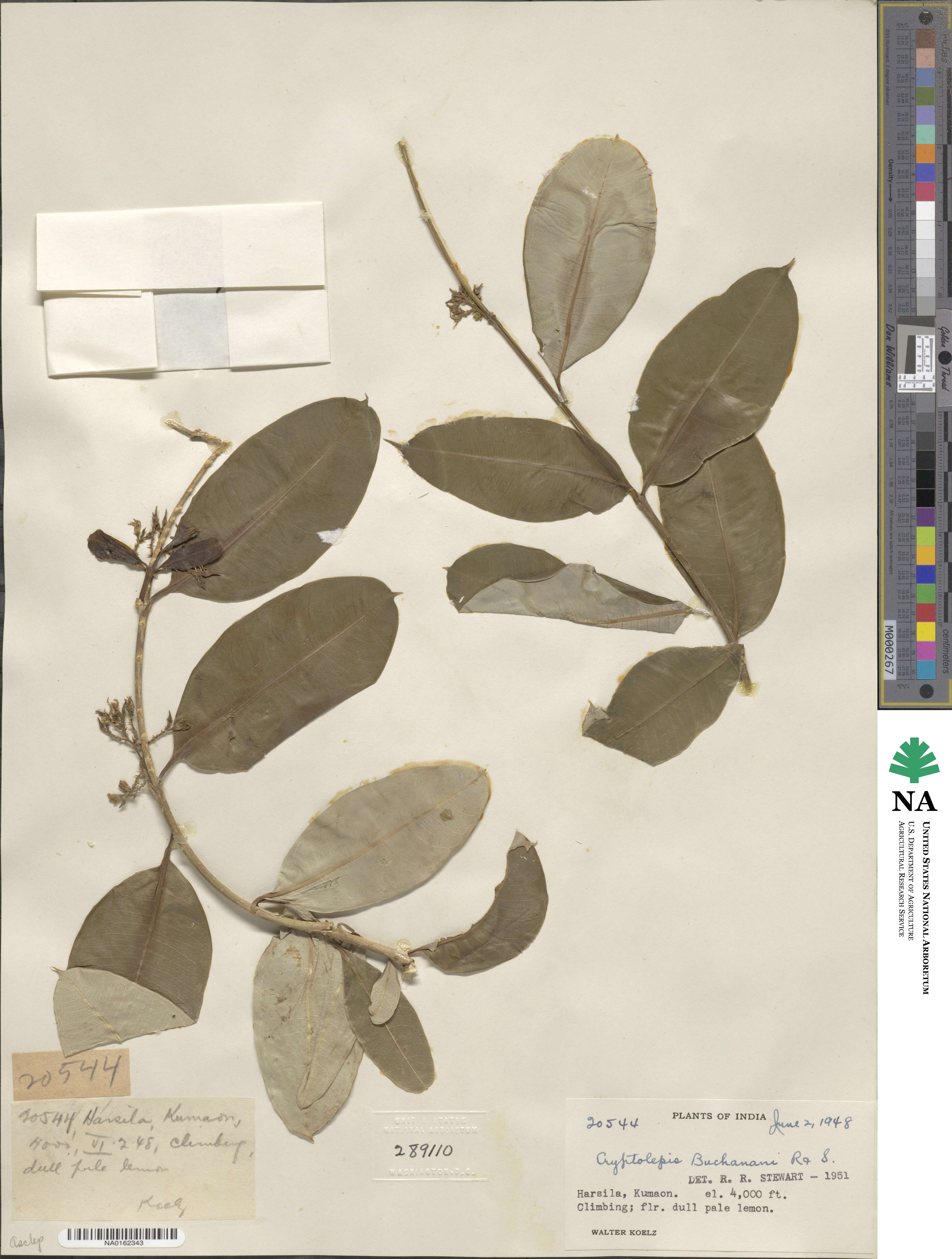 Cryptolepis dubia image