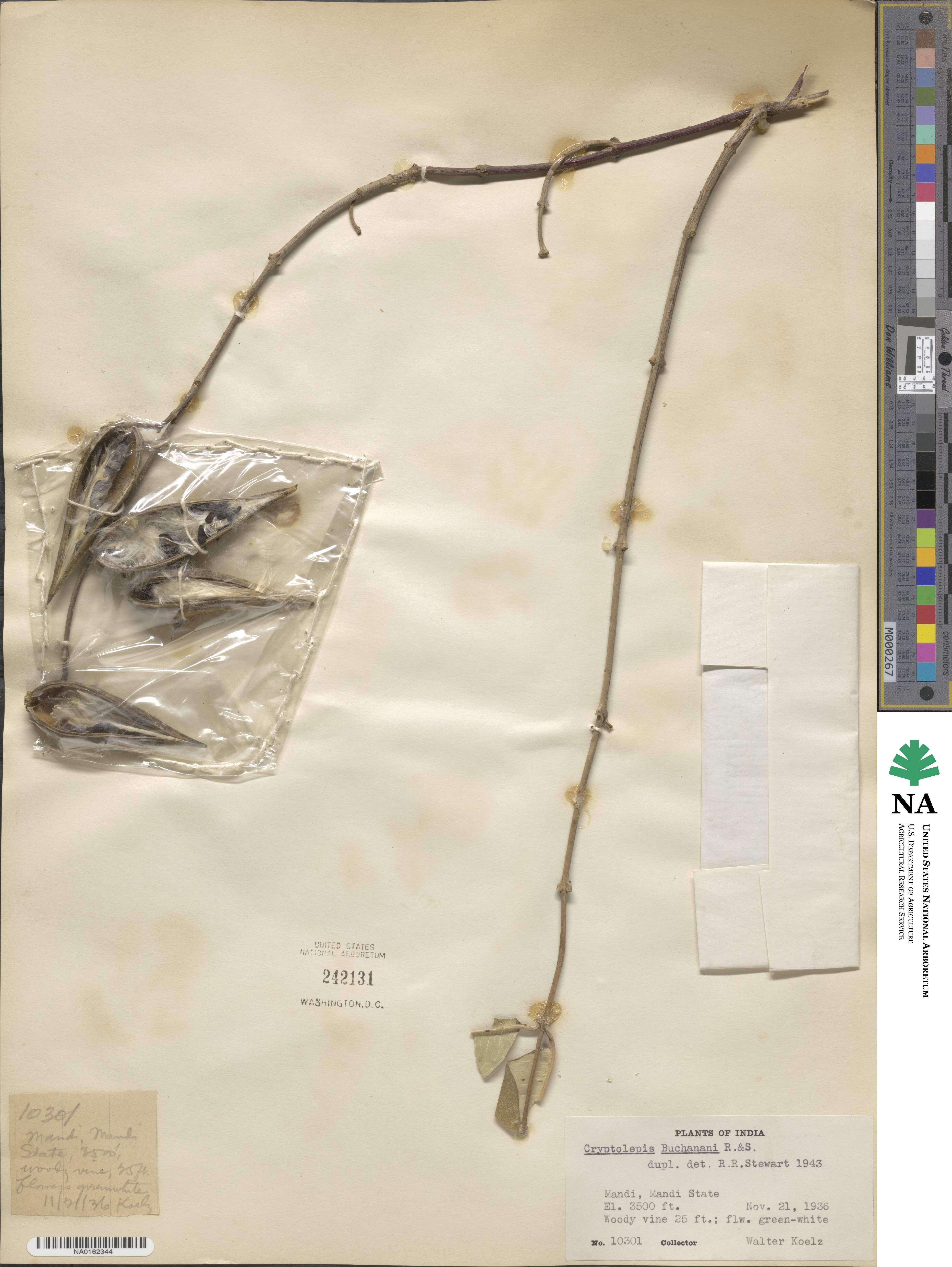 Cryptolepis image